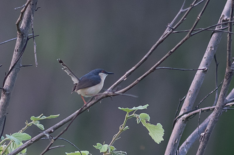 Grijze Prinia